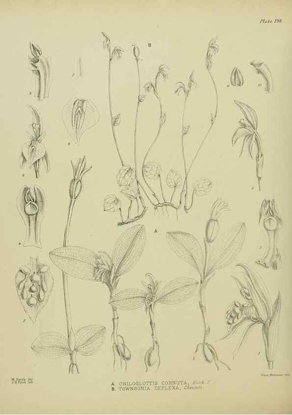 Reproducción/Reproduction 23921519036: Illustrations of the New Zealand flora /. Wellington :John Mackay, Govt. Printer,1914.