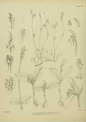 Reproducción/Reproduction 23921519036: Illustrations of the New Zealand flora /. Wellington :John Mackay, Govt. Printer,1914.