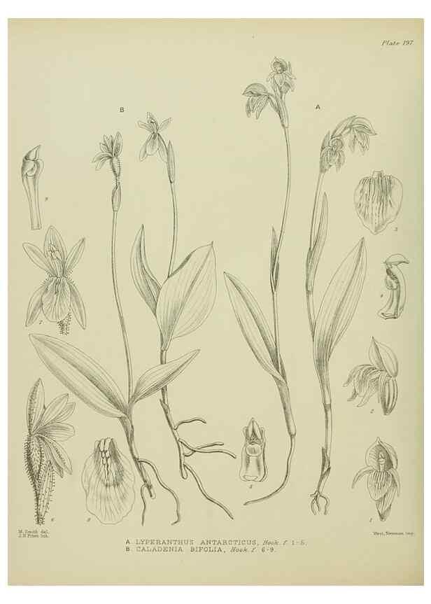 Reproducción/Reproduction 23320822633: Illustrations of the New Zealand flora /. Wellington :John Mackay, Govt. Printer,1914.