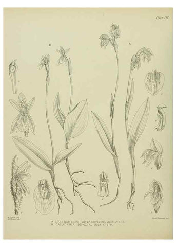 Reproducción/Reproduction 23320822633: Illustrations of the New Zealand flora /. Wellington :John Mackay, Govt. Printer,1914.