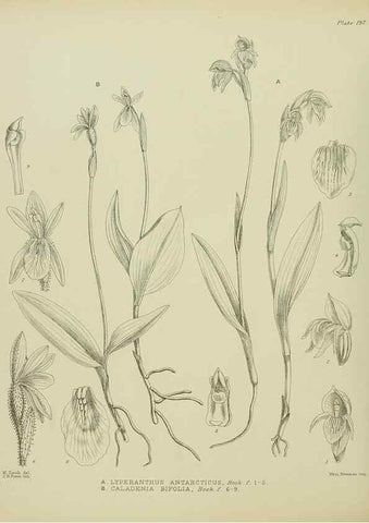 Reproducción/Reproduction 23320822633: Illustrations of the New Zealand flora /. Wellington :John Mackay, Govt. Printer,1914.