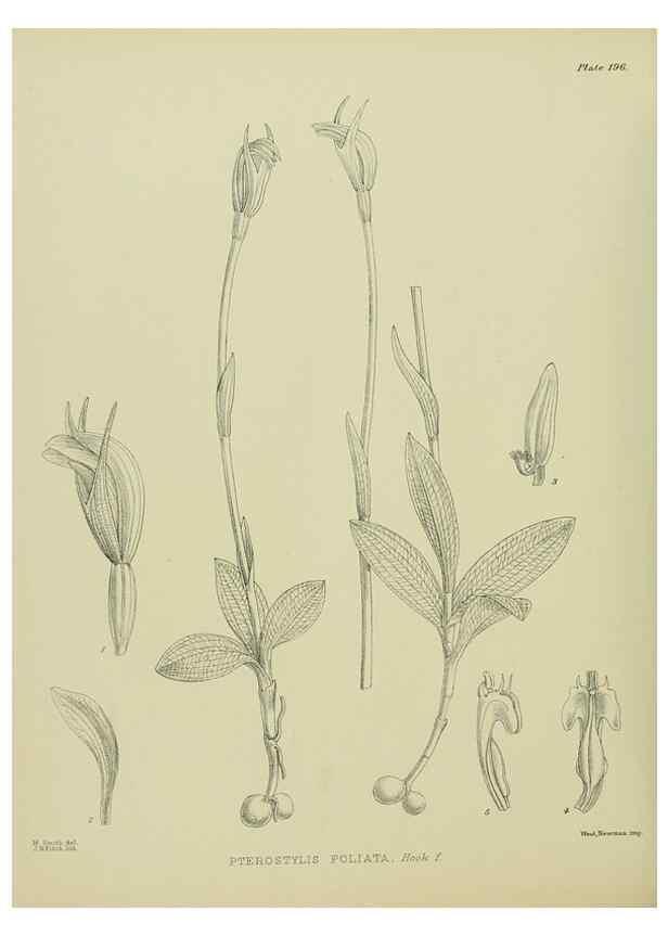 Reproducción/Reproduction 23319365734: Illustrations of the New Zealand flora /. Wellington :John Mackay, Govt. Printer,1914.