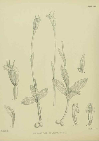 Reproducción/Reproduction 23319365734: Illustrations of the New Zealand flora /. Wellington :John Mackay, Govt. Printer,1914.