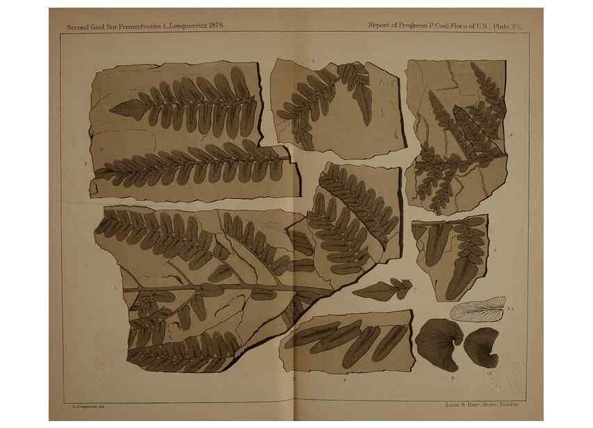 Reproducción/Reproduction 21488873053: Description of the coal flora of the Carboniferous formation in Pennsylvania and throughout the United States .... Harrisburg,Board of Commissioners for the Second Geological Survey,1879-84.