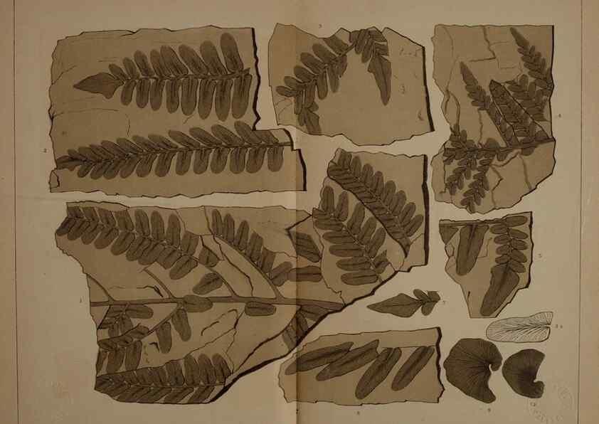 Reproducción/Reproduction 21488873053: Description of the coal flora of the Carboniferous formation in Pennsylvania and throughout the United States .... Harrisburg,Board of Commissioners for the Second Geological Survey,1879-84.