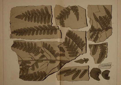 Reproducción/Reproduction 21488873053: Description of the coal flora of the Carboniferous formation in Pennsylvania and throughout the United States .... Harrisburg,Board of Commissioners for the Second Geological Survey,1879-84.