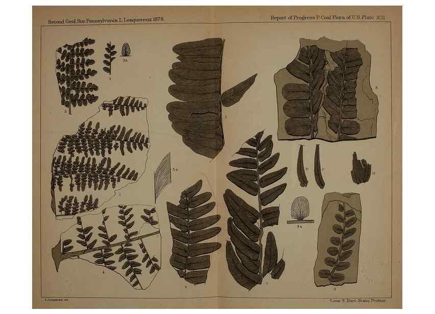 Reproducción/Reproduction 22110008345: Description of the coal flora of the Carboniferous formation in Pennsylvania and throughout the United States .... Harrisburg,Board of Commissioners for the Second Geological Survey,1879-84.