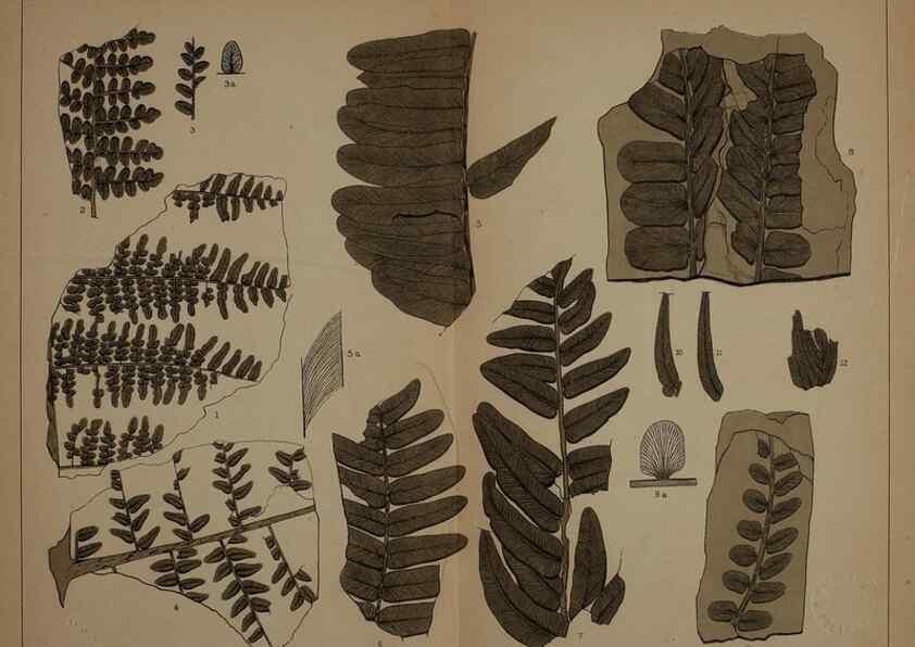 Reproducción/Reproduction 22110008345: Description of the coal flora of the Carboniferous formation in Pennsylvania and throughout the United States .... Harrisburg,Board of Commissioners for the Second Geological Survey,1879-84.