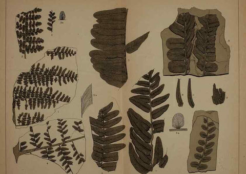Reproducción/Reproduction 22110008345: Description of the coal flora of the Carboniferous formation in Pennsylvania and throughout the United States .... Harrisburg,Board of Commissioners for the Second Geological Survey,1879-84.
