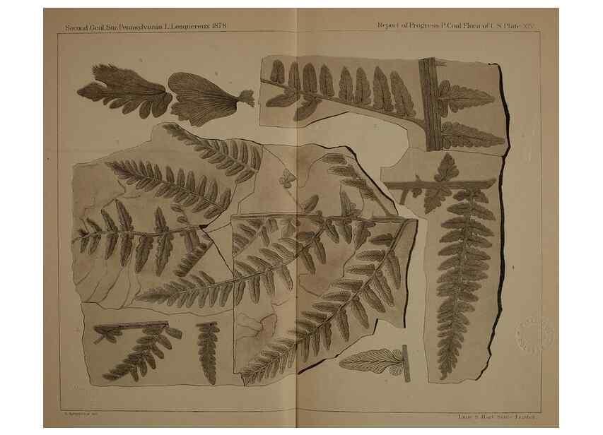 Reproducción/Reproduction 21487173344: Description of the coal flora of the Carboniferous formation in Pennsylvania and throughout the United States .... Harrisburg,Board of Commissioners for the Second Geological Survey,1879-84.