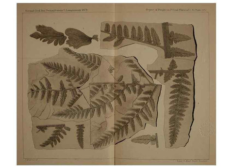Reproducción/Reproduction 21487173344: Description of the coal flora of the Carboniferous formation in Pennsylvania and throughout the United States .... Harrisburg,Board of Commissioners for the Second Geological Survey,1879-84.