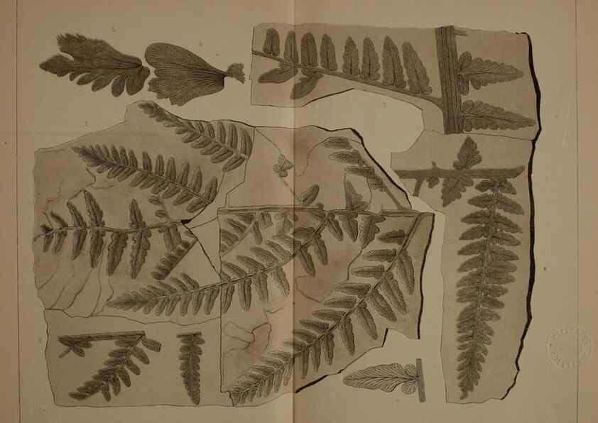 Reproducción/Reproduction 21487173344: Description of the coal flora of the Carboniferous formation in Pennsylvania and throughout the United States .... Harrisburg,Board of Commissioners for the Second Geological Survey,1879-84.