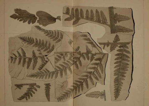 Reproducción/Reproduction 21487173344: Description of the coal flora of the Carboniferous formation in Pennsylvania and throughout the United States .... Harrisburg,Board of Commissioners for the Second Geological Survey,1879-84.