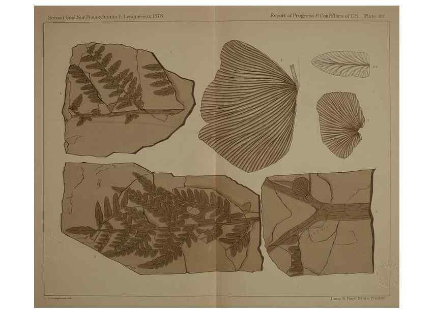 Reproducción/Reproduction 22120076601: Description of the coal flora of the Carboniferous formation in Pennsylvania and throughout the United States .... Harrisburg,Board of Commissioners for the Second Geological Survey,1879-84.