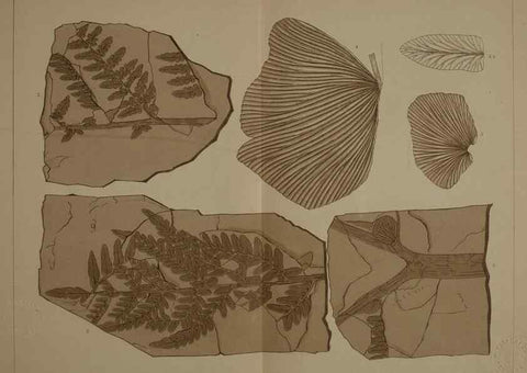 Reproducción/Reproduction 22120076601: Description of the coal flora of the Carboniferous formation in Pennsylvania and throughout the United States .... Harrisburg,Board of Commissioners for the Second Geological Survey,1879-84.