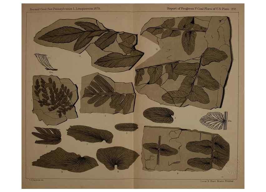 Reproducción/Reproduction 21923094749: Description of the coal flora of the Carboniferous formation in Pennsylvania and throughout the United States .... Harrisburg,Board of Commissioners for the Second Geological Survey,1879-84.