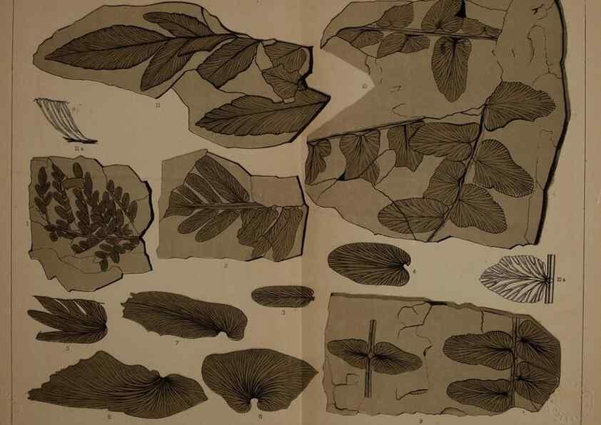 Reproducción/Reproduction 21923094749: Description of the coal flora of the Carboniferous formation in Pennsylvania and throughout the United States .... Harrisburg,Board of Commissioners for the Second Geological Survey,1879-84.