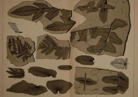 Reproducción/Reproduction 21923094749: Description of the coal flora of the Carboniferous formation in Pennsylvania and throughout the United States .... Harrisburg,Board of Commissioners for the Second Geological Survey,1879-84.