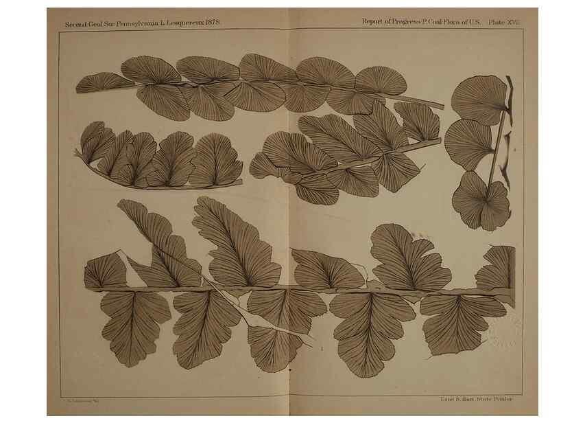 Reproducción/Reproduction 22097484632: Description of the coal flora of the Carboniferous formation in Pennsylvania and throughout the United States .... Harrisburg,Board of Commissioners for the Second Geological Survey,1879-84.