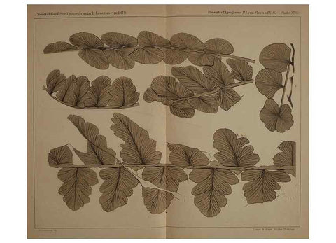 Reproducción/Reproduction 22097484632: Description of the coal flora of the Carboniferous formation in Pennsylvania and throughout the United States .... Harrisburg,Board of Commissioners for the Second Geological Survey,1879-84.