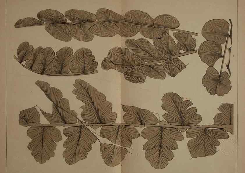 Reproducción/Reproduction 22097484632: Description of the coal flora of the Carboniferous formation in Pennsylvania and throughout the United States .... Harrisburg,Board of Commissioners for the Second Geological Survey,1879-84.