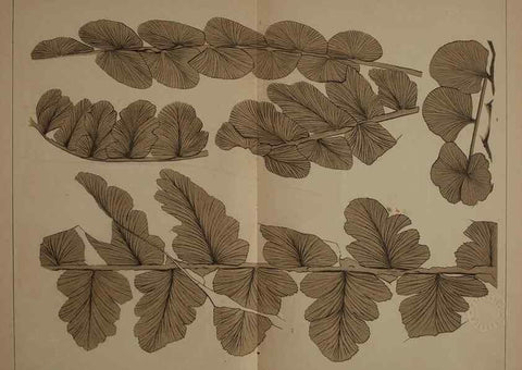 Reproducción/Reproduction 22097484632: Description of the coal flora of the Carboniferous formation in Pennsylvania and throughout the United States .... Harrisburg,Board of Commissioners for the Second Geological Survey,1879-84.
