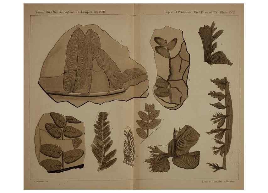 Reproducción/Reproduction 21488899053: Description of the coal flora of the Carboniferous formation in Pennsylvania and throughout the United States .... Harrisburg,Board of Commissioners for the Second Geological Survey,1879-84.