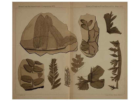 Reproducción/Reproduction 21488899053: Description of the coal flora of the Carboniferous formation in Pennsylvania and throughout the United States .... Harrisburg,Board of Commissioners for the Second Geological Survey,1879-84.
