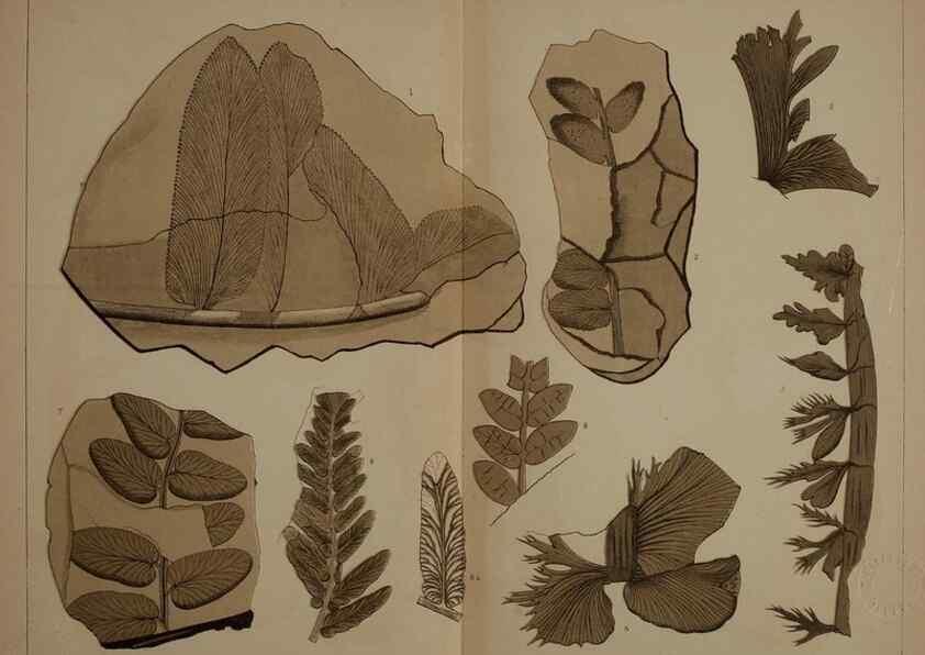 Reproducción/Reproduction 21488899053: Description of the coal flora of the Carboniferous formation in Pennsylvania and throughout the United States .... Harrisburg,Board of Commissioners for the Second Geological Survey,1879-84.