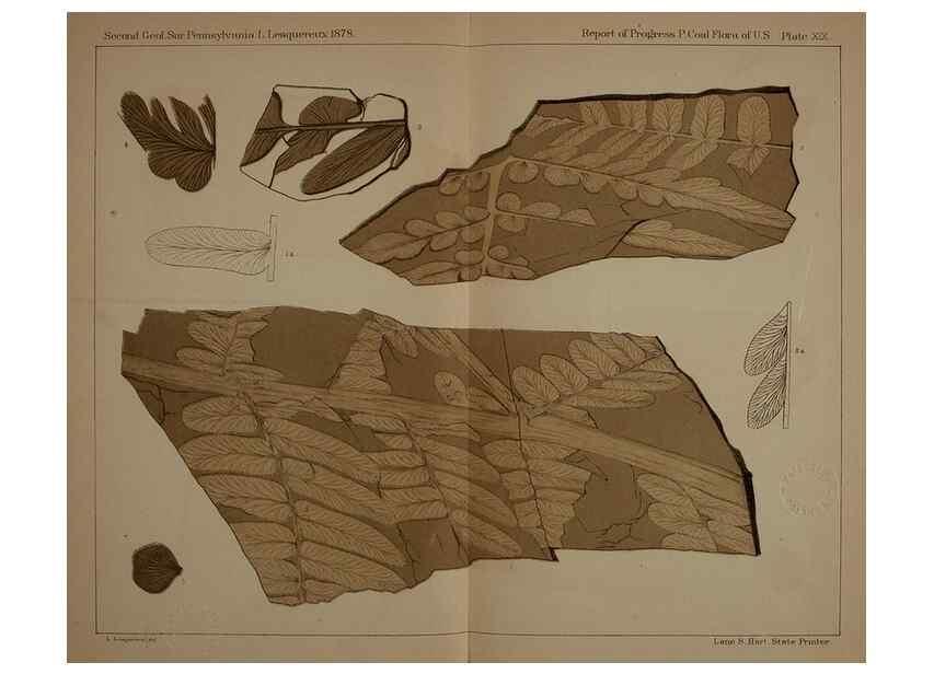 Reproducción/Reproduction 21923104579: Description of the coal flora of the Carboniferous formation in Pennsylvania and throughout the United States .... Harrisburg,Board of Commissioners for the Second Geological Survey,1879-84.