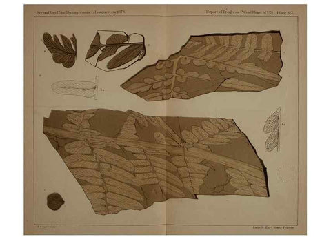 Reproducción/Reproduction 21923104579: Description of the coal flora of the Carboniferous formation in Pennsylvania and throughout the United States .... Harrisburg,Board of Commissioners for the Second Geological Survey,1879-84.