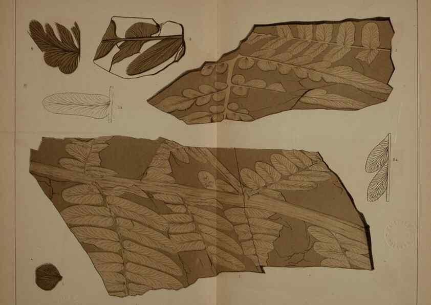 Reproducción/Reproduction 21923104579: Description of the coal flora of the Carboniferous formation in Pennsylvania and throughout the United States .... Harrisburg,Board of Commissioners for the Second Geological Survey,1879-84.