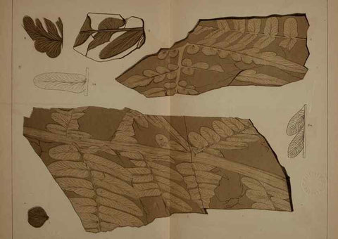 Reproducción/Reproduction 21923104579: Description of the coal flora of the Carboniferous formation in Pennsylvania and throughout the United States .... Harrisburg,Board of Commissioners for the Second Geological Survey,1879-84.