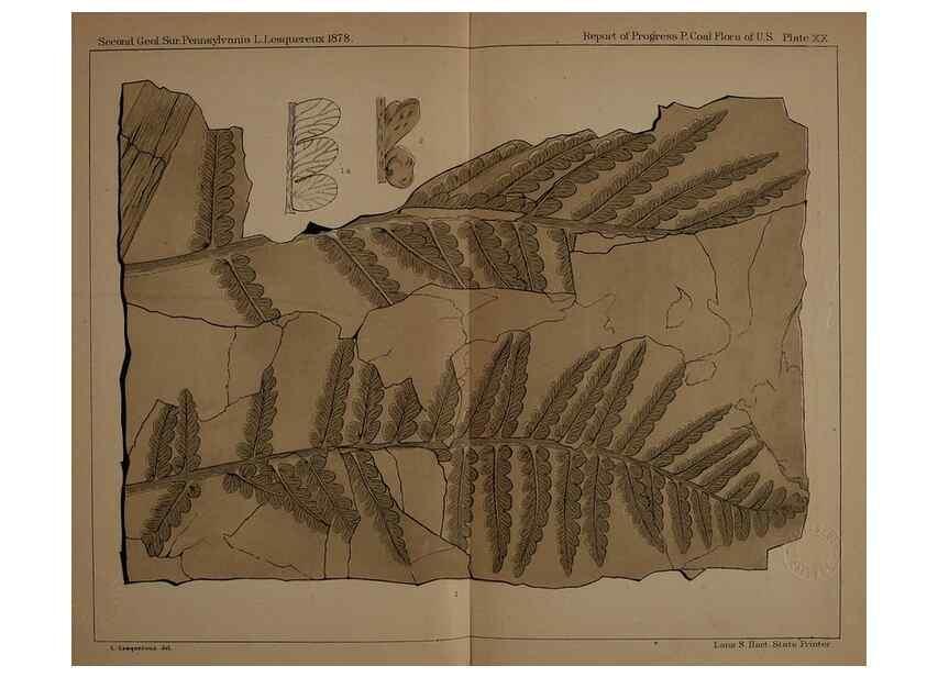 Reproducción/Reproduction 22097493992: Description of the coal flora of the Carboniferous formation in Pennsylvania and throughout the United States .... Harrisburg,Board of Commissioners for the Second Geological Survey,1879-84.
