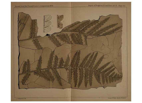 Reproducción/Reproduction 22097493992: Description of the coal flora of the Carboniferous formation in Pennsylvania and throughout the United States .... Harrisburg,Board of Commissioners for the Second Geological Survey,1879-84.