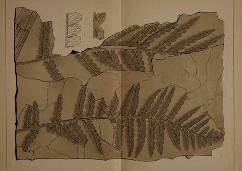 Reproducción/Reproduction 22097493992: Description of the coal flora of the Carboniferous formation in Pennsylvania and throughout the United States .... Harrisburg,Board of Commissioners for the Second Geological Survey,1879-84.