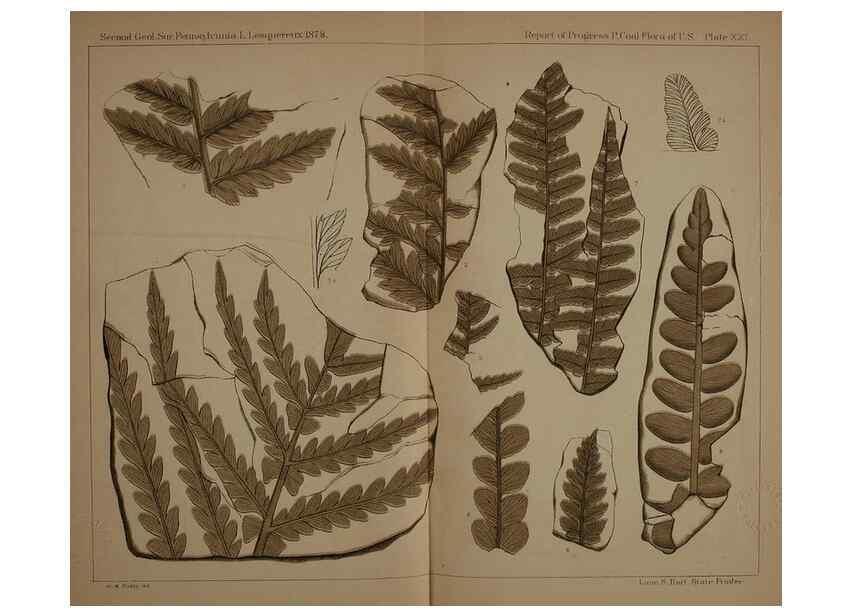 Reproducción/Reproduction 21488913153: Description of the coal flora of the Carboniferous formation in Pennsylvania and throughout the United States .... Harrisburg,Board of Commissioners for the Second Geological Survey,1879-84.