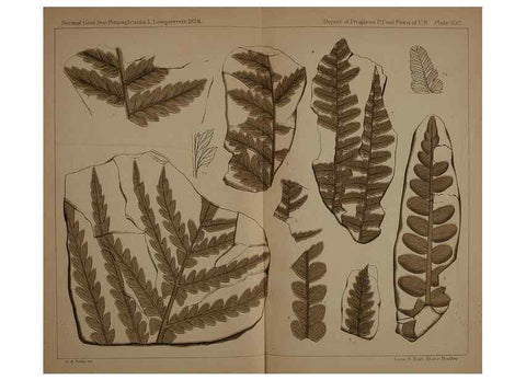Reproducción/Reproduction 21488913153: Description of the coal flora of the Carboniferous formation in Pennsylvania and throughout the United States .... Harrisburg,Board of Commissioners for the Second Geological Survey,1879-84.