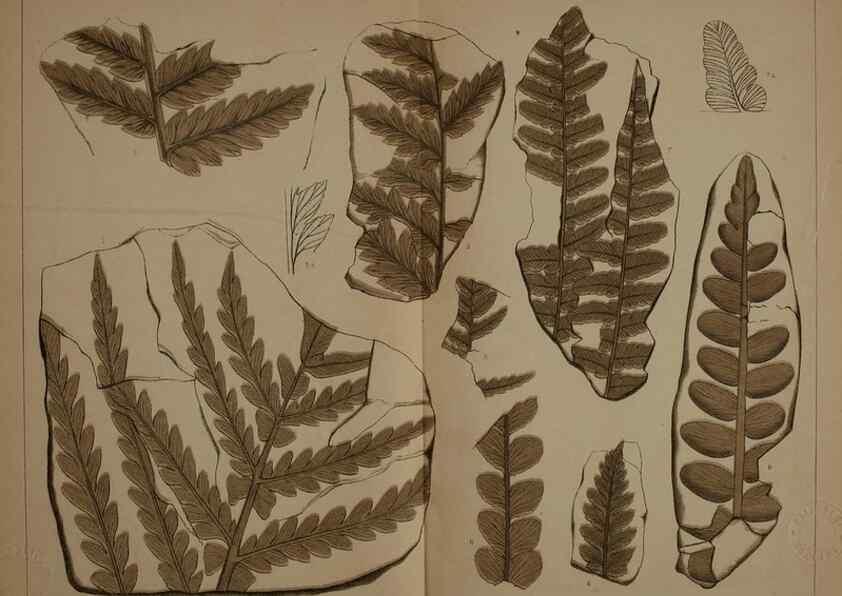 Reproducción/Reproduction 21488913153: Description of the coal flora of the Carboniferous formation in Pennsylvania and throughout the United States .... Harrisburg,Board of Commissioners for the Second Geological Survey,1879-84.