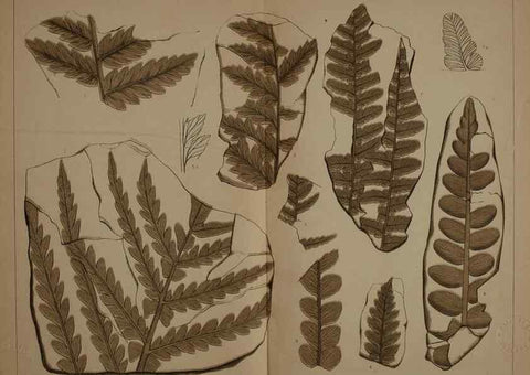Reproducción/Reproduction 21488913153: Description of the coal flora of the Carboniferous formation in Pennsylvania and throughout the United States .... Harrisburg,Board of Commissioners for the Second Geological Survey,1879-84.