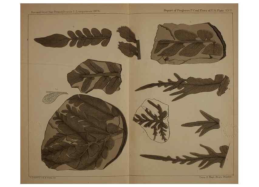 Reproducción/Reproduction 21922146668: Description of the coal flora of the Carboniferous formation in Pennsylvania and throughout the United States .... Harrisburg,Board of Commissioners for the Second Geological Survey,1879-84.