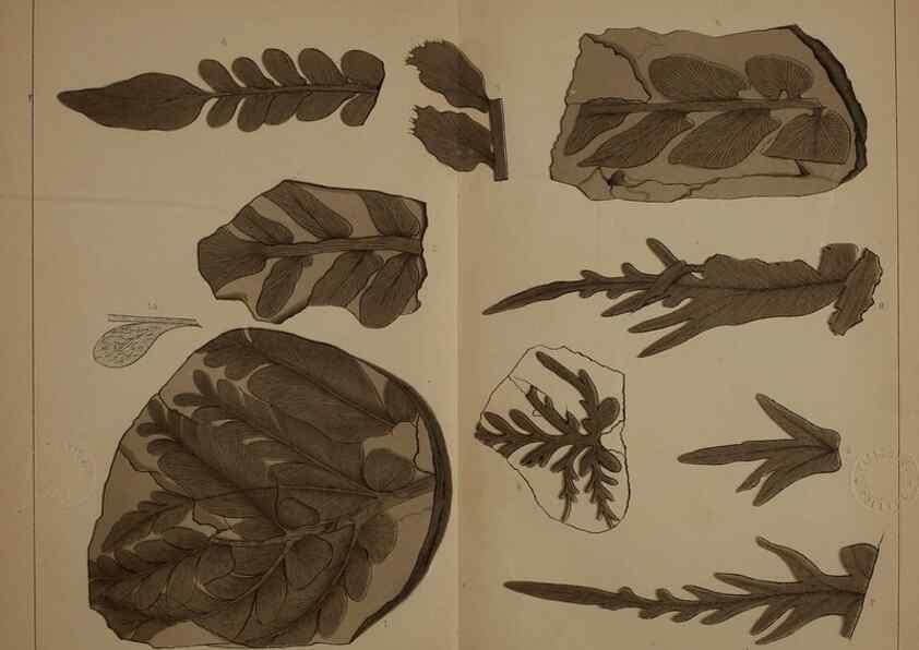 Reproducción/Reproduction 21922146668: Description of the coal flora of the Carboniferous formation in Pennsylvania and throughout the United States .... Harrisburg,Board of Commissioners for the Second Geological Survey,1879-84.