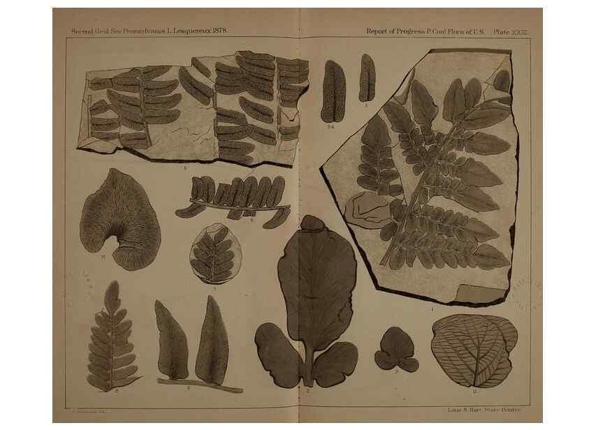 Reproducción/Reproduction 21488919093: Description of the coal flora of the Carboniferous formation in Pennsylvania and throughout the United States .... Harrisburg,Board of Commissioners for the Second Geological Survey,1879-84.