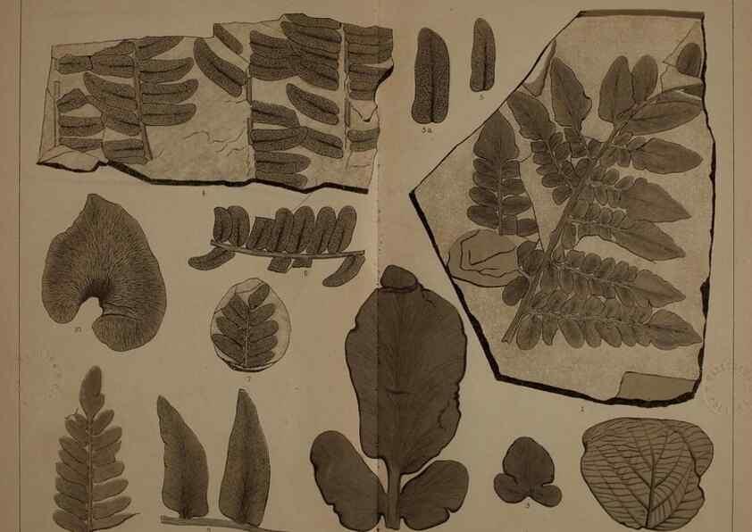 Reproducción/Reproduction 21488919093: Description of the coal flora of the Carboniferous formation in Pennsylvania and throughout the United States .... Harrisburg,Board of Commissioners for the Second Geological Survey,1879-84.