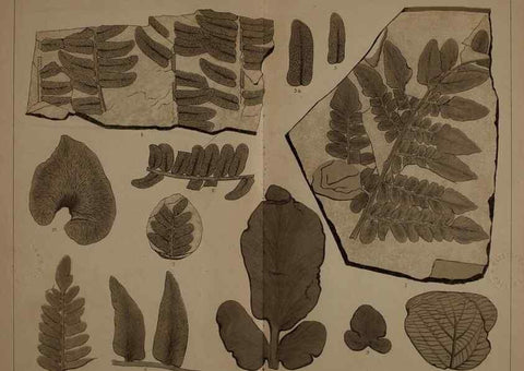 Reproducción/Reproduction 21488919093: Description of the coal flora of the Carboniferous formation in Pennsylvania and throughout the United States .... Harrisburg,Board of Commissioners for the Second Geological Survey,1879-84.