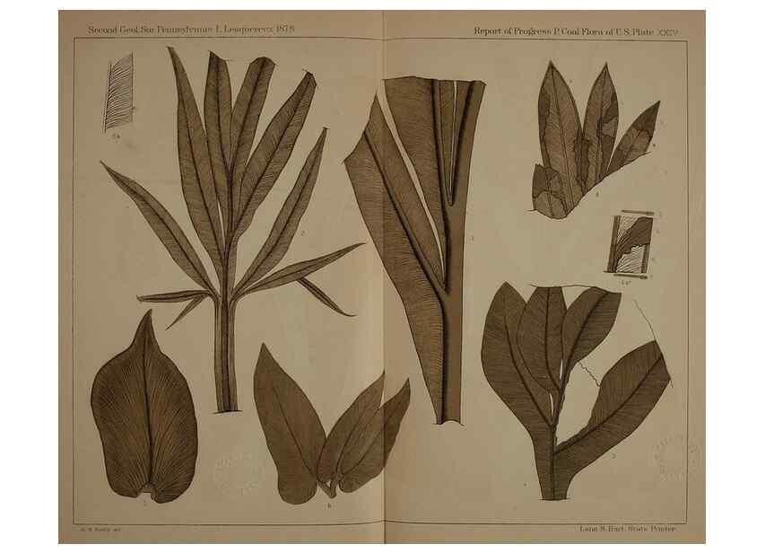 Reproducción/Reproduction 21922164998: Description of the coal flora of the Carboniferous formation in Pennsylvania and throughout the United States .... Harrisburg,Board of Commissioners for the Second Geological Survey,1879-84.
