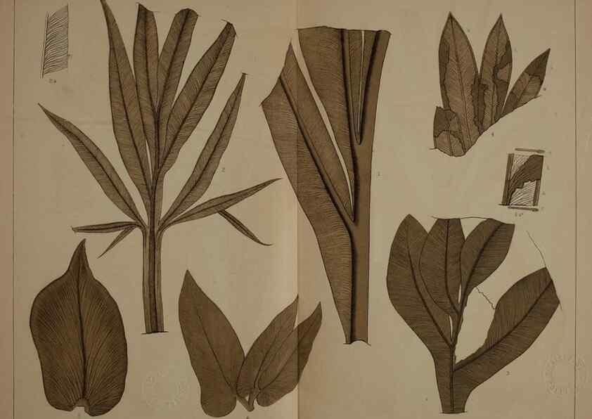 Reproducción/Reproduction 21922164998: Description of the coal flora of the Carboniferous formation in Pennsylvania and throughout the United States .... Harrisburg,Board of Commissioners for the Second Geological Survey,1879-84.