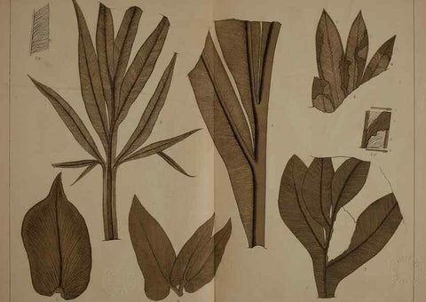 Reproducción/Reproduction 21922164998: Description of the coal flora of the Carboniferous formation in Pennsylvania and throughout the United States .... Harrisburg,Board of Commissioners for the Second Geological Survey,1879-84.