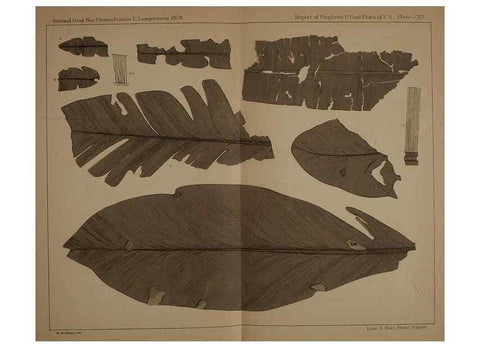 Reproducción/Reproduction 21487241474: Description of the coal flora of the Carboniferous formation in Pennsylvania and throughout the United States .... Harrisburg,Board of Commissioners for the Second Geological Survey,1879-84.