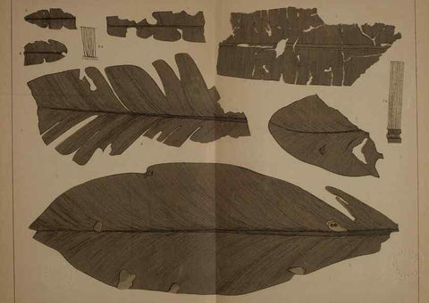 Reproducción/Reproduction 21487241474: Description of the coal flora of the Carboniferous formation in Pennsylvania and throughout the United States .... Harrisburg,Board of Commissioners for the Second Geological Survey,1879-84.
